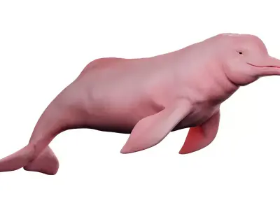 Pink Dolphin Inia Geoffrensis Boto cor de rosa Free 3D model