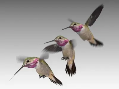 Calliope Hummingbird Low-poly 3D model