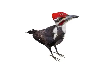 Woodpecker Low Poly Rigged with high quality texture  Low-poly 3D model