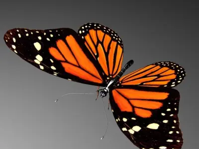 Butterfly model monarch - monarch Low-poly 3D model
