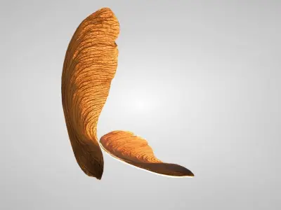 3D Maple Seed Low-poly 3D model