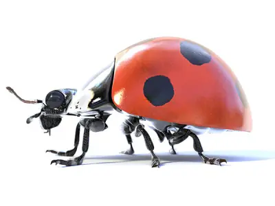 Accurate ladybug 3D model