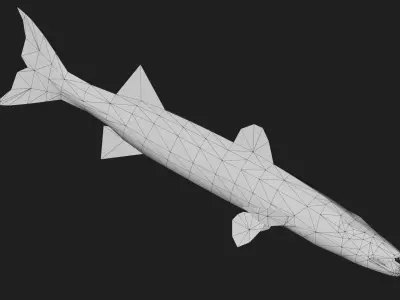 Barracuda Low-poly 3D model