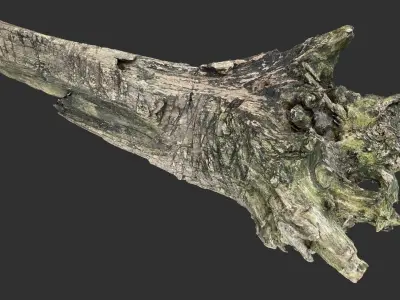 Withered tree trunk 3d scan 3D model