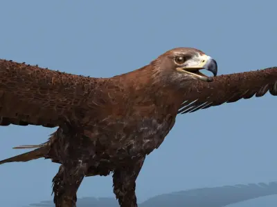 Pro Eagle - 8k - 3d animated 3D model