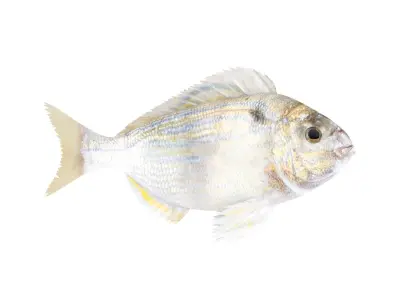 Fish Collection 3D model