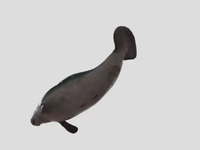 Manatee  Animated Low-poly Low-poly 3D model