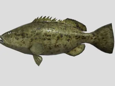 Goliath Grouper Realistic Animated Low-poly 3D model
