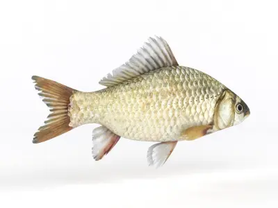 Fish Crucian Carp 3D model