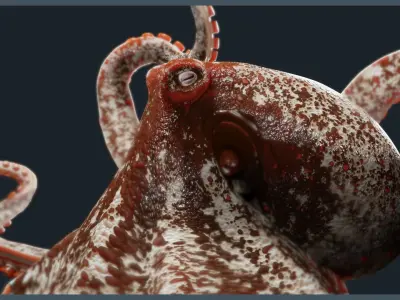 Octopus Mega Pack Low-poly 3D model