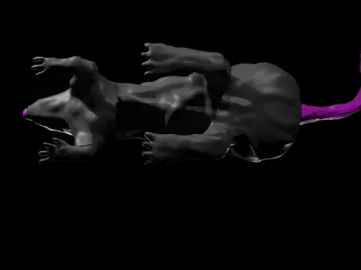 Thick Rat Free 3D model