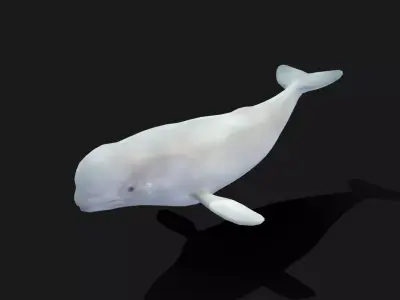 Beluga Whale - Animated Low-poly 3D model