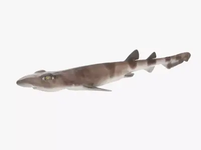 Blotchy Swell Shark 3D model