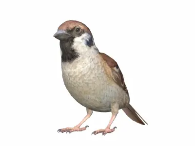 Sparrow Male 3D model