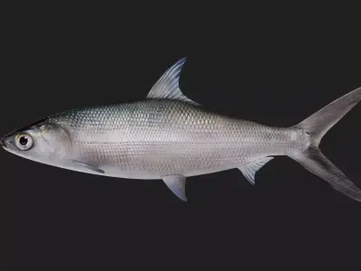 Chanos Low-poly 3D model