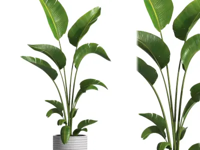 indoor plant 032 3D model