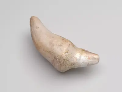 Dolphin Tooth 3D model