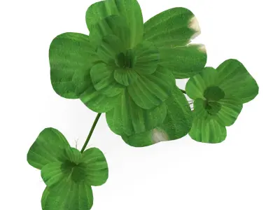 Pistia plant 3D model