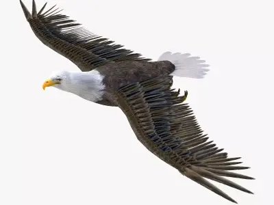 Bald Eagle 3d model Low-poly 3D model