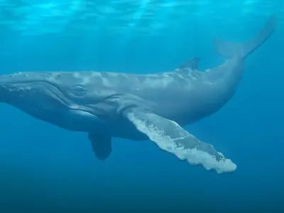 Humbpack Whale Animated Low-poly 3D model