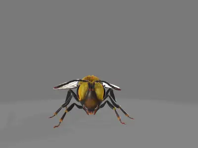 animated bee Low-poly 3D model