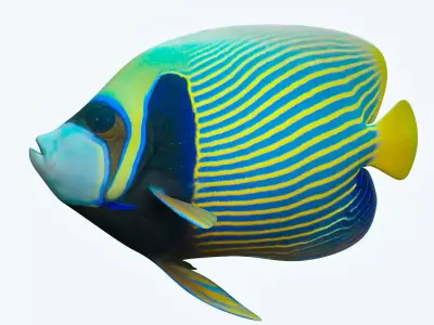 Anglefish 13 3D model