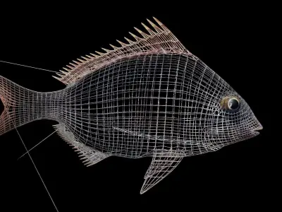 longspine porgy fish Low-poly 3D model