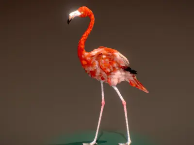 American Flamingo 3D model