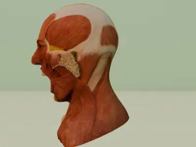 the anatomy of rage 3D model