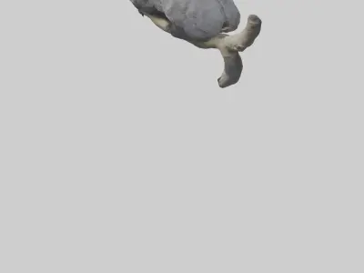 Binturong lounging model Low-poly 3D model