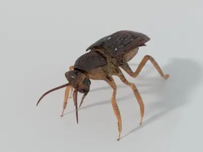 Cockroach beetle Low-poly 3D model