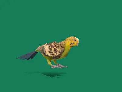 Budgerigar Parakeet Parrot Bird Low-poly 3D model