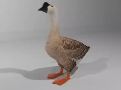 Swan Bird Low-poly 3D model