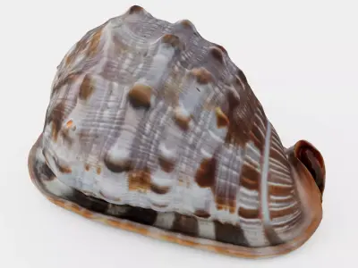 Red Helmet Shell Of A Ocean Snail Low-poly 3D model