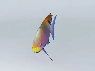 Pelvicachromis-pulcher Fresh Water Fish Free 3D model
