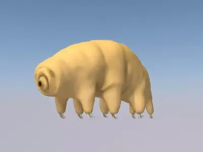 Tardigrade 3D model hamster 3D model