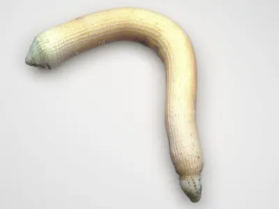 Peanut Worm 3D model