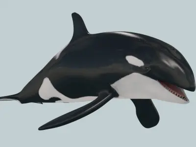Killer Whale 8K- 3d animated 3D model
