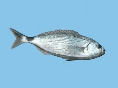 Orada - Oblada Melanura Low-poly 3D model