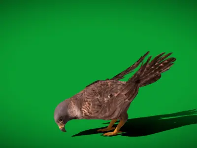 Peregrine Falcon Low-poly 3D model
