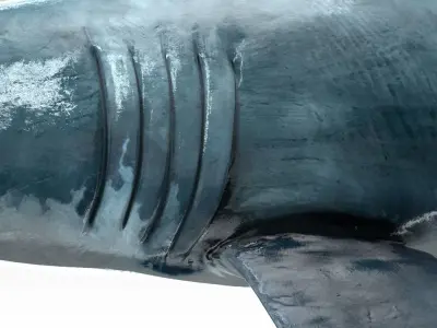 Great White Shark - Octane Support Low-poly 3D model