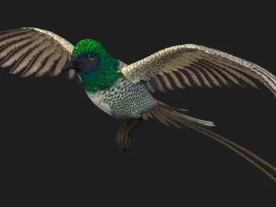 PheasantBird B4 3D model