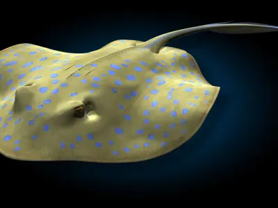 Blue-spotted Stingray 3D model