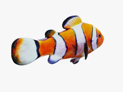 Clownfish Free 3D model