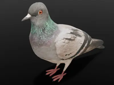 Pigeon Animated and Rigged Low-poly 3D model