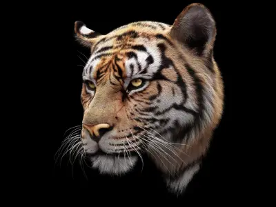 Bengal Tiger RIG Yeti 3D model purchase