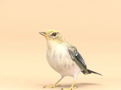 3D Bird Pack Blackpoll Warbler Male and Female Low-poly 3D model
