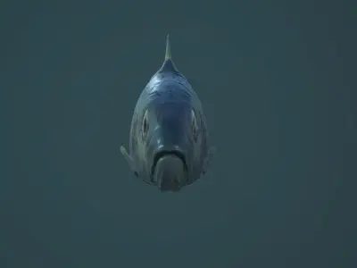 Sardine fish Low-poly 3D model