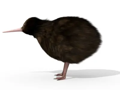 Kiwi Bird New Zealand Animal 3D model