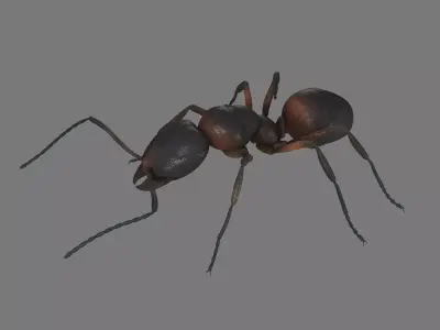 Black Ant Low-poly 3D model